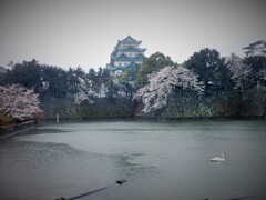 雨城桜と白鳥