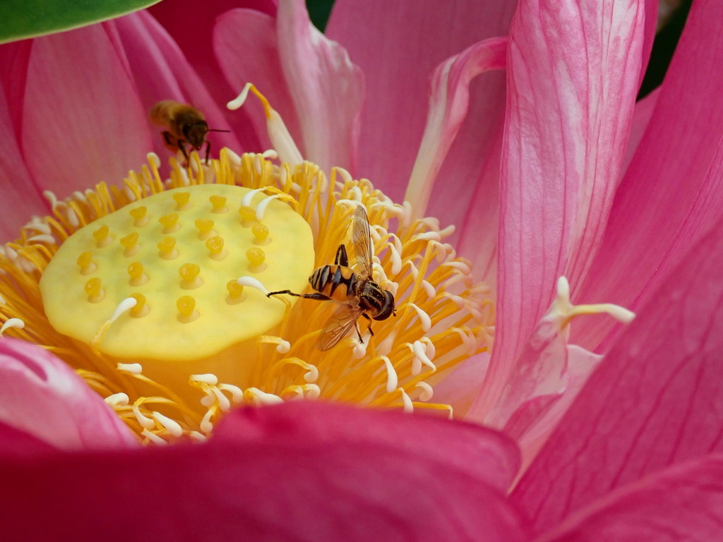 Busy bee
