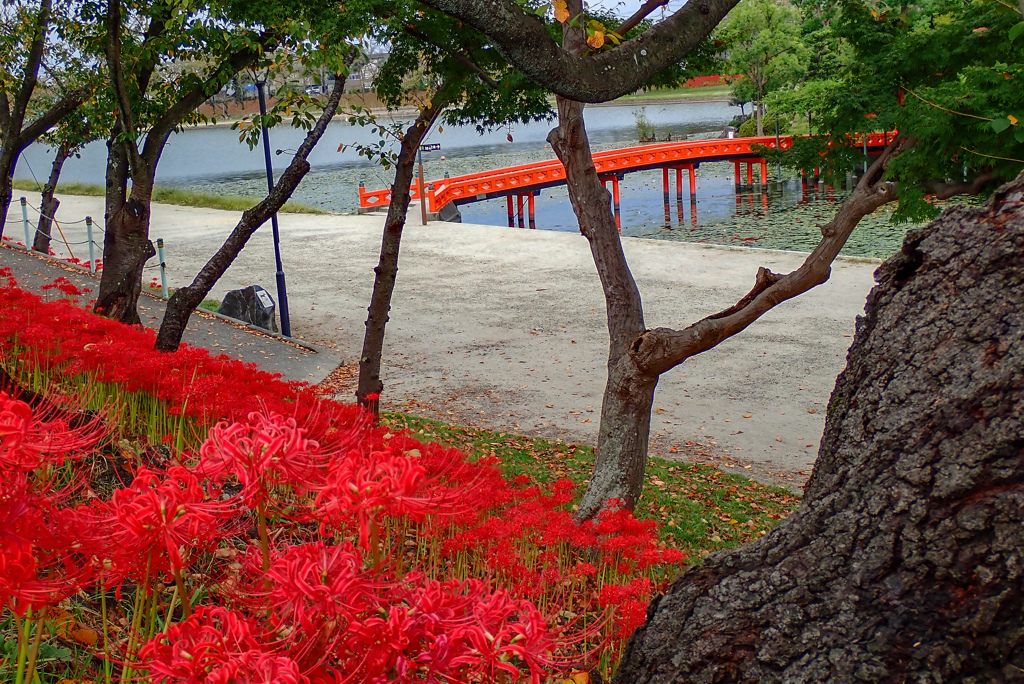 初秋の公園