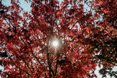 紅葉２