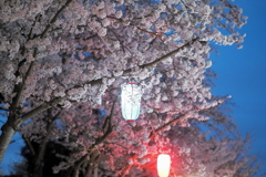 夜桜と提灯