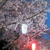 夜桜と提灯