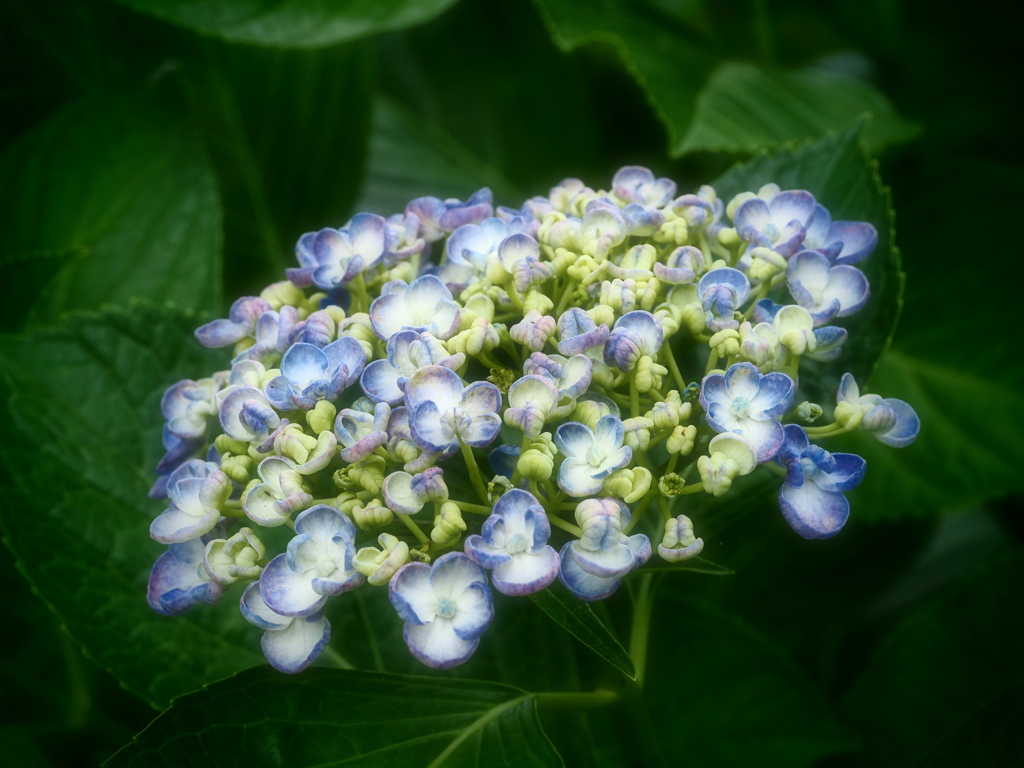 おたふく紫陽花