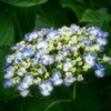 おたふく紫陽花