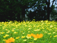 Cosmos yellow flower field