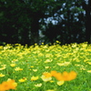 Cosmos yellow flower field