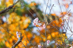 秋桜