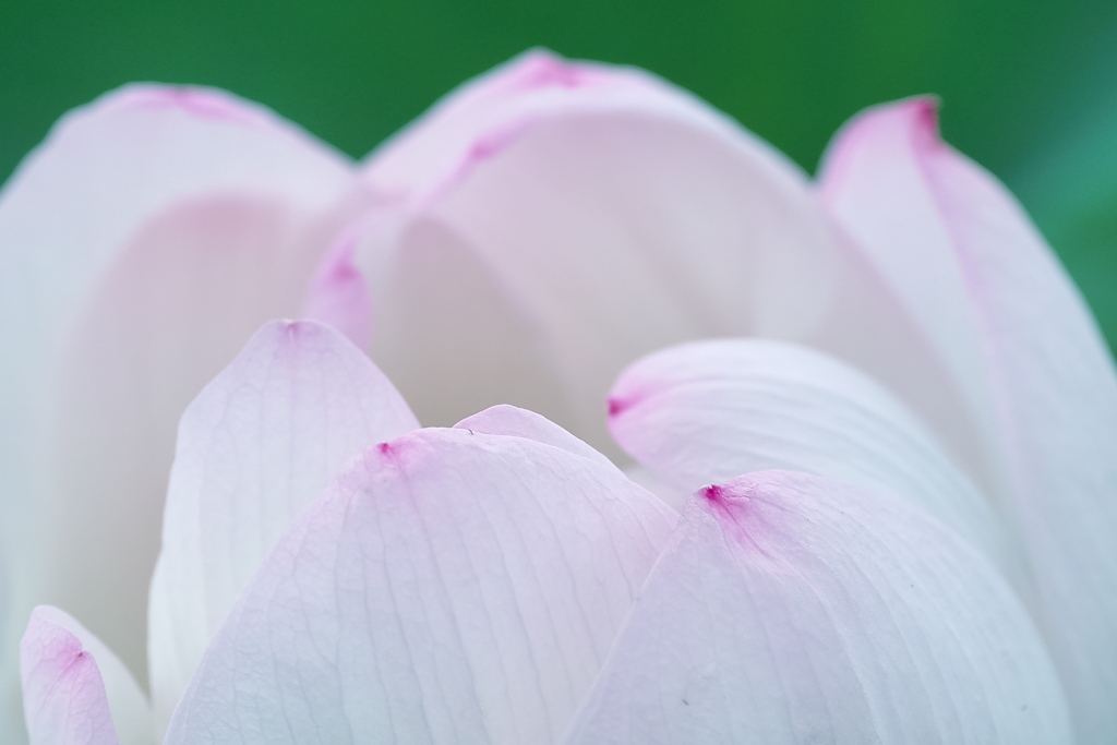 蓮華