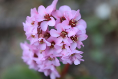 花１