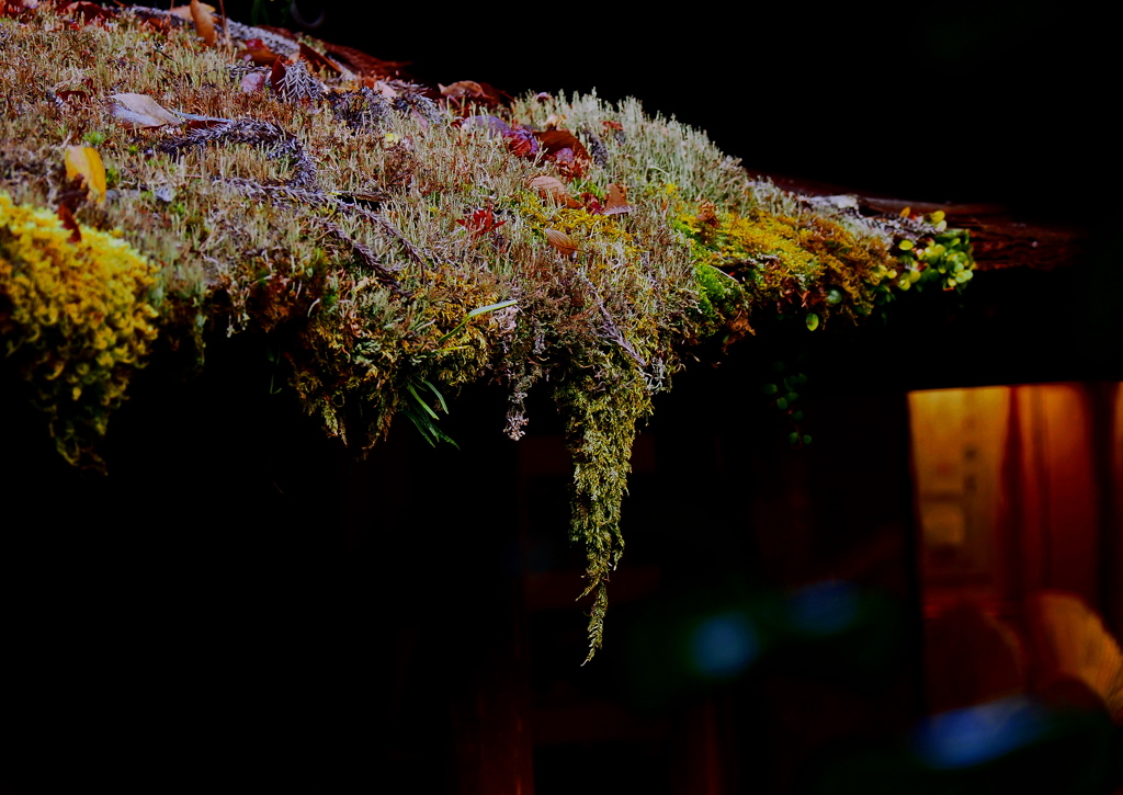 苔むす屋根
