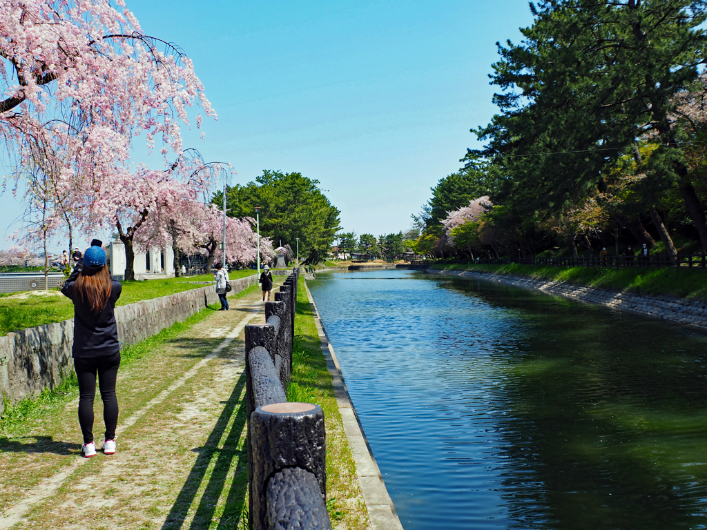 Take cherry blossoms with your mobile