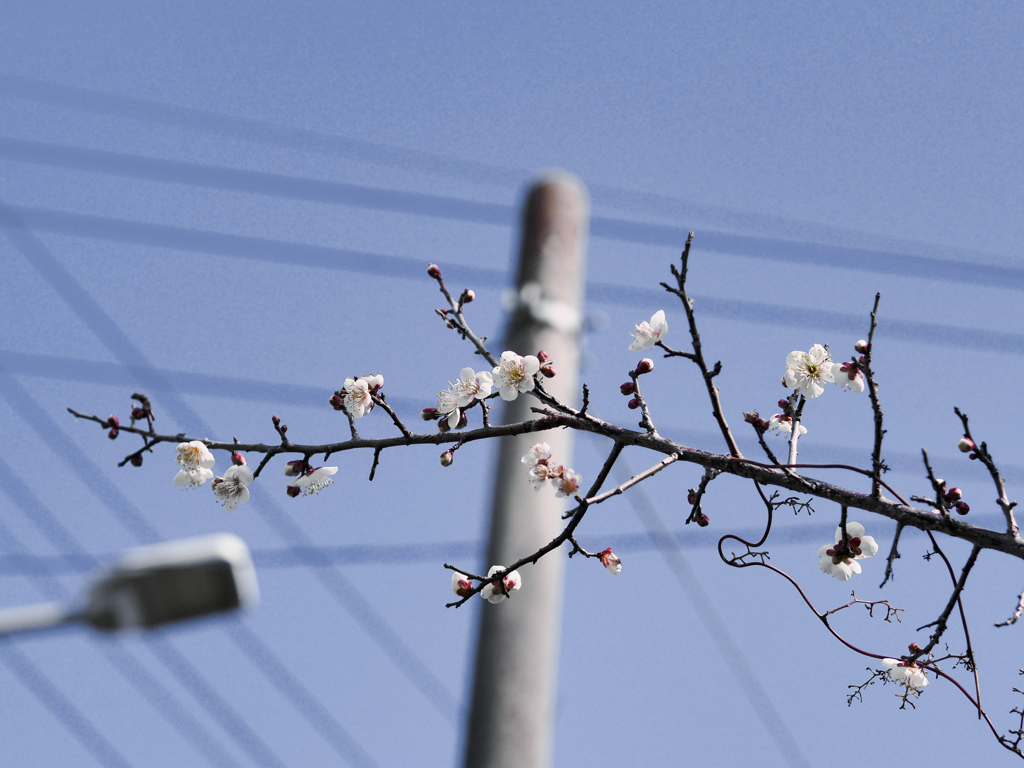 空と白梅花