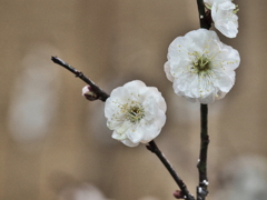 立春梅花