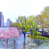 もう葉桜