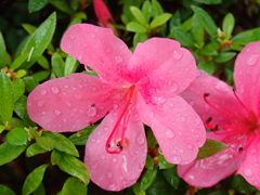 雨に打たれる つつじ