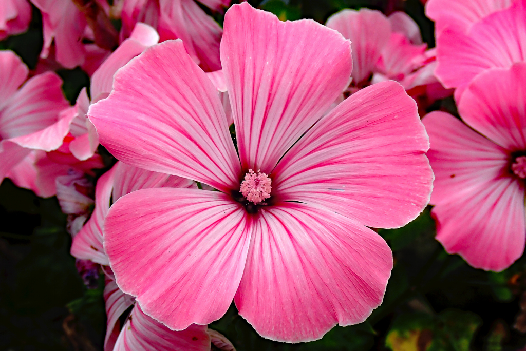 中山道 芙蓉咲く