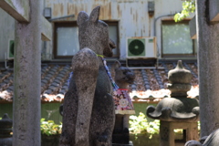 狐のシッポ