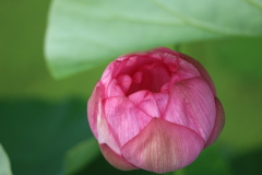 茶碗蓮