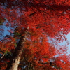 天高く紅