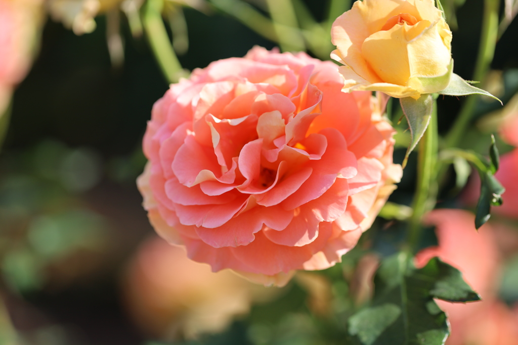 薔薇 １