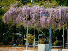 名もなき神社の藤棚