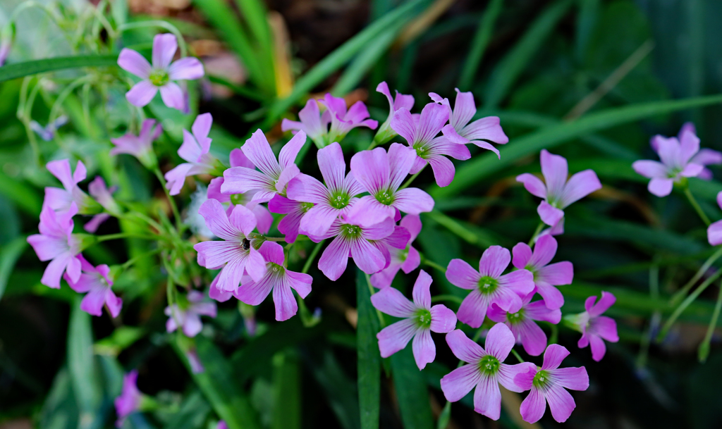 小さな花 青