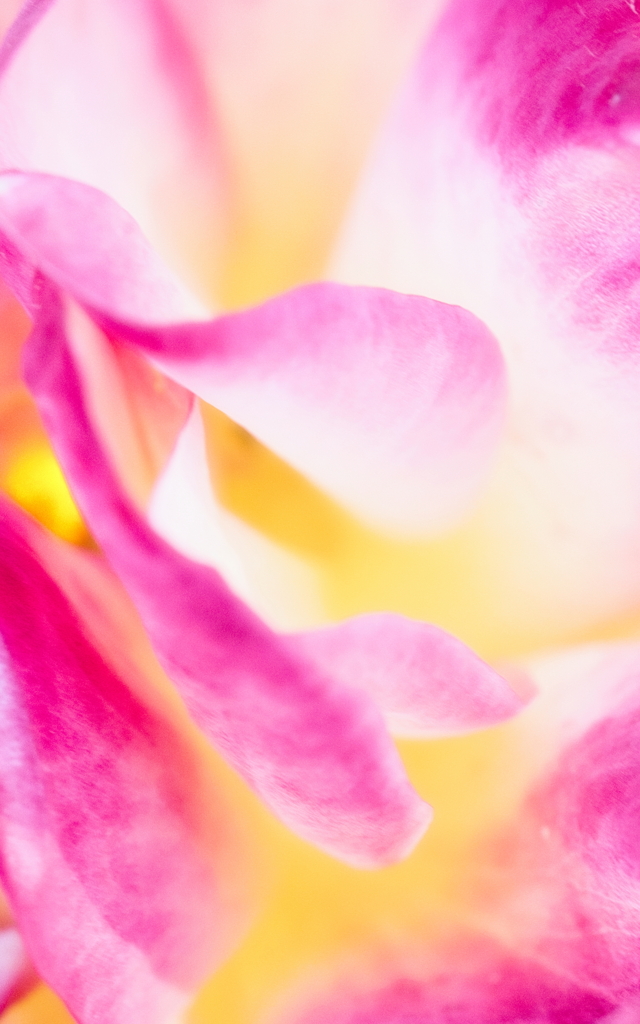 花びら