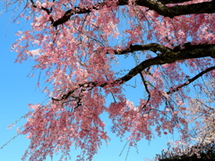 Blue sky and weeping cherry