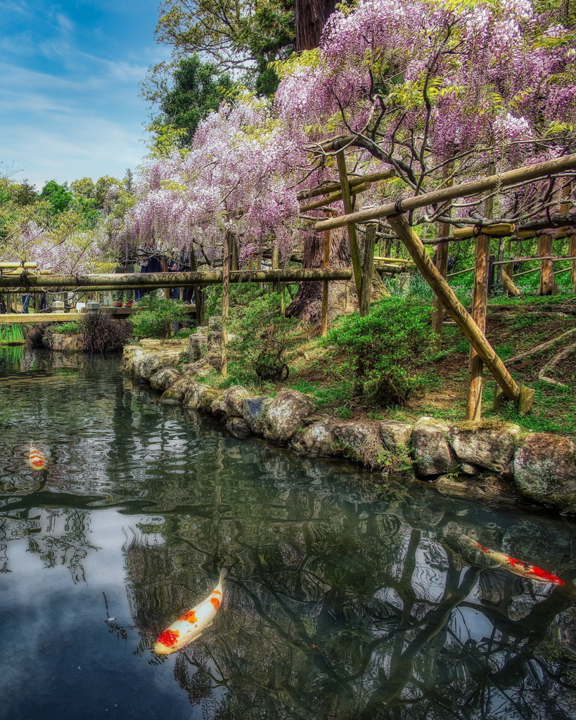 藤の園