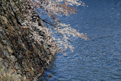桜 ６