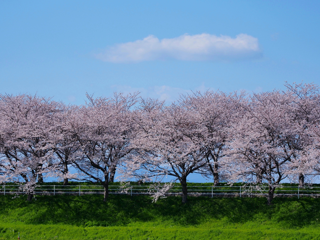Row of cherry blossom trees