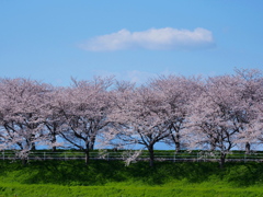 Row of cherry blossom trees