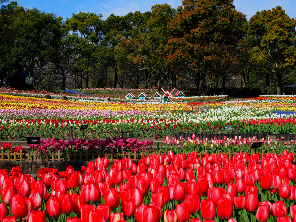 Tulips