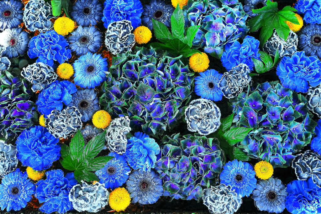 ブルー   6月の花まいり
