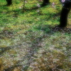 梅花  散る