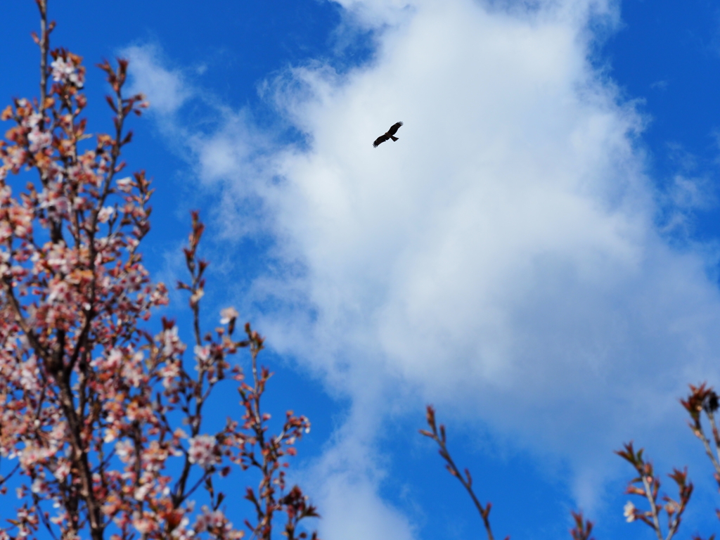 空にトンビ