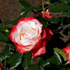 薔薇