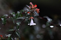 白い花