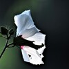 白い花9080405