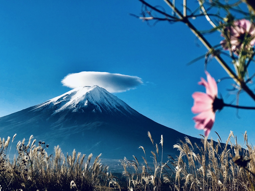 コスモスと笠雲 富士山