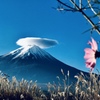コスモスと笠雲 富士山
