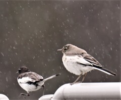 大きく成長中