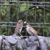 早く頂戴ね