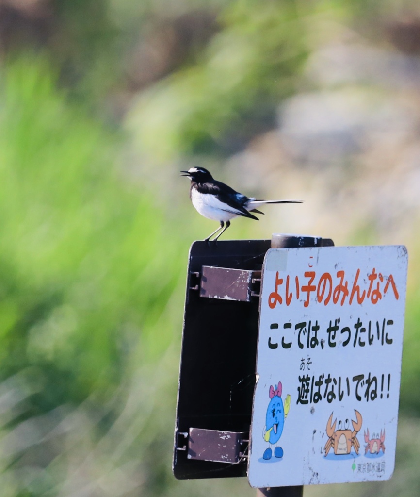 案内看板