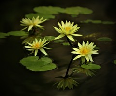静