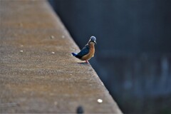 野鳥風景　目線