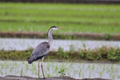 雨の中アオサギ