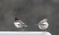 雨の中親子