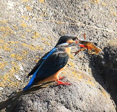 ザリガニ狩り