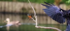 カワセミとカラス②